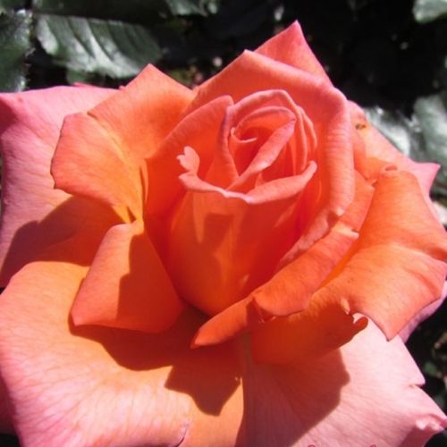 Vendita, rose rose ibridi di tea - rosa - Rosa My nan™ - rosa dal profumo discreto - John Ford - ,-